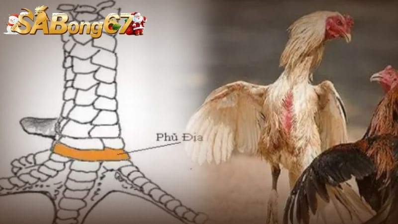 Các loại vảy gà quý hiếm và dấu hiệu của linh kê