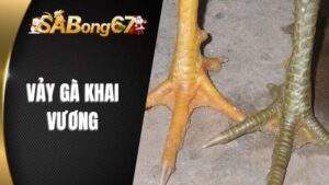 Vảy Gà Khai Vương