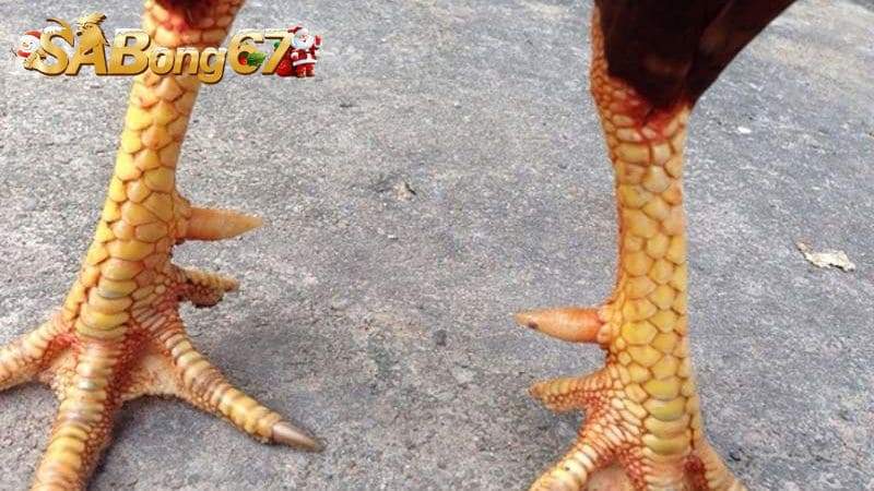 Giới thiệu tổng quan về vảy Giáp Vi Đao