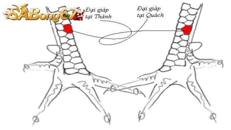 Giới thiệu về vảy gà Đại Giáp