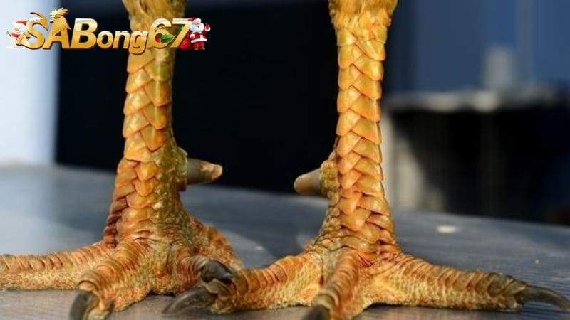 Ưu điểm của chiến kê mang vảy Hổ Khẩu