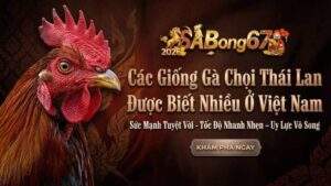 Cac Giong Ga Choi Thai Lan Duoc Biet Nhieu O Viet Nam 1 3