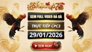 Xem Lai Video Da Ga CPC3 Truc Tiep Ngay 29012026 3