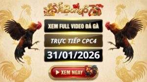 Xem Lai Video Da Ga CPC4 Truc Tiep Ngay 31012026 3
