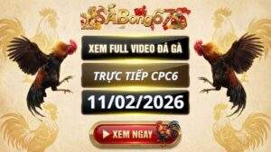Xem Lai Video Da Ga CPC6 Truc Tiep Ngay 11022026 2